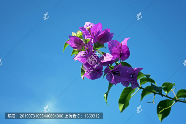 葉子花