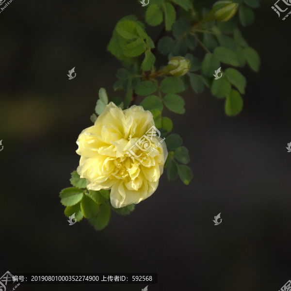 月季花