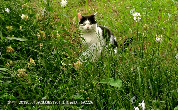 貓