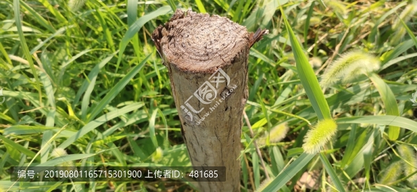 老舊木樁