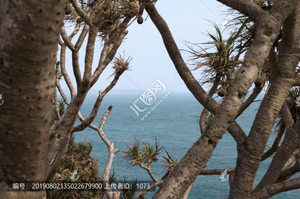 樹與大海