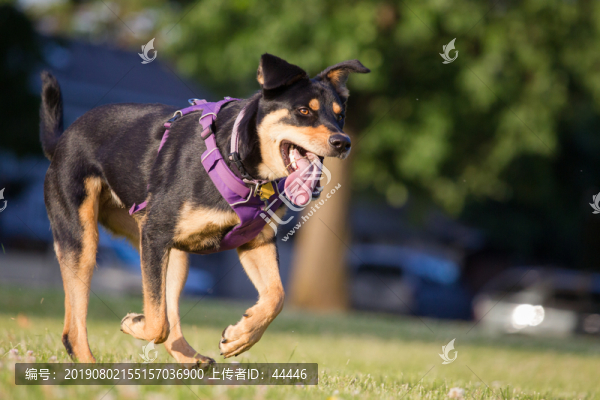 混血羅威納犬