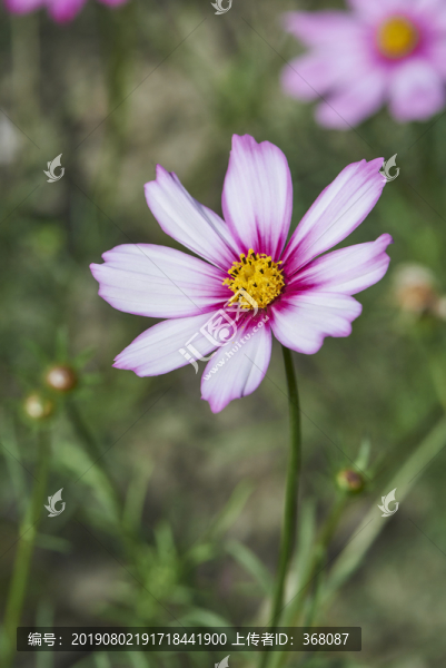 格桑花