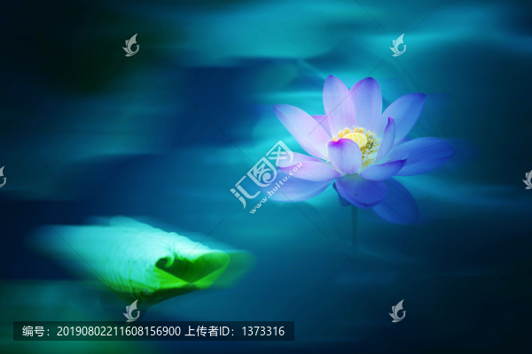 荷花