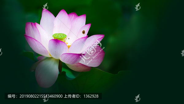 幽荷