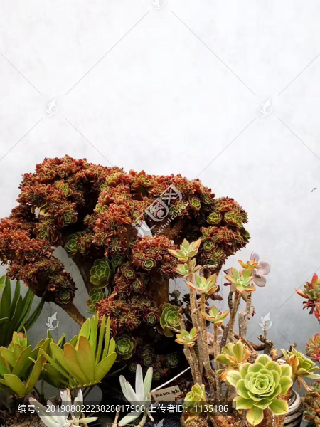 多肉植物