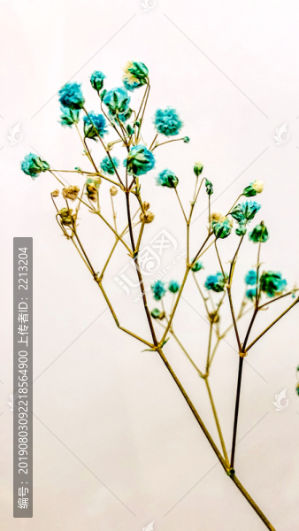 花枝