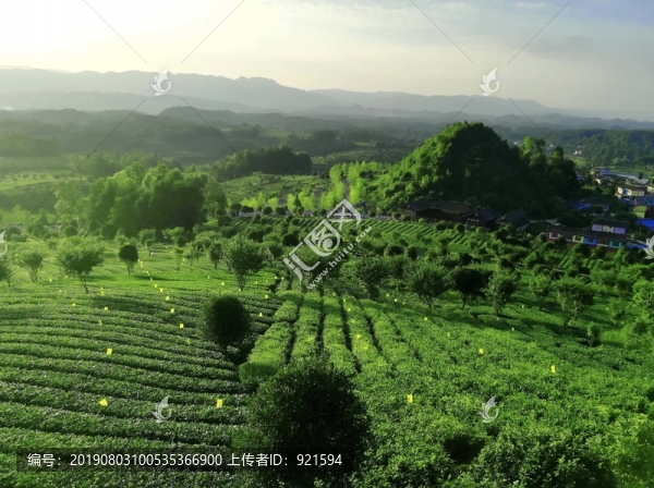茶山