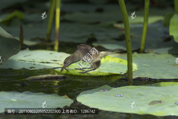 小鳥(niǎo)