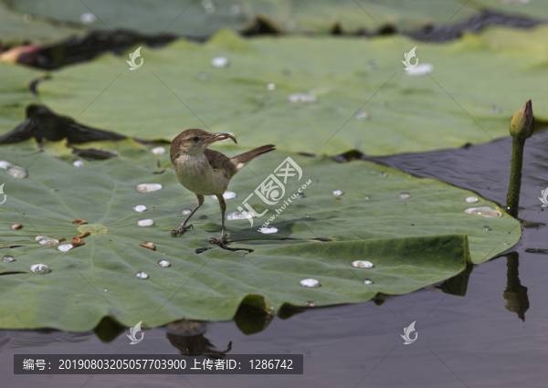 小鳥(niǎo)