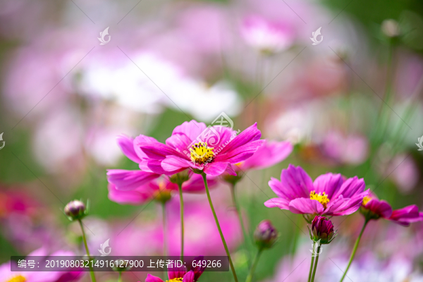 格桑花
