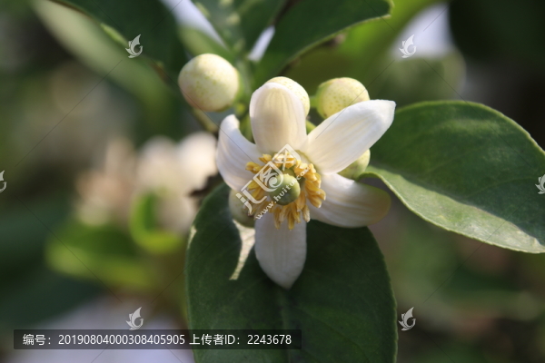 容縣沙田柚花綠葉