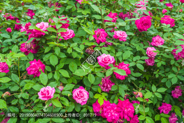 玫瑰花墻