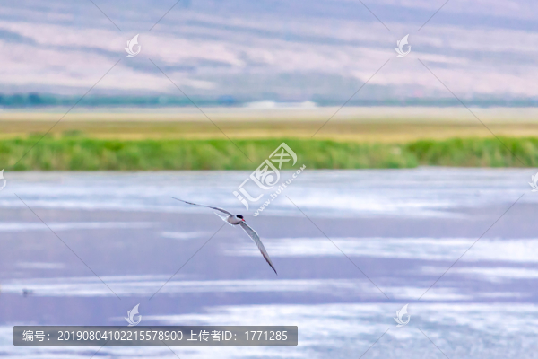 燕鷗鳥