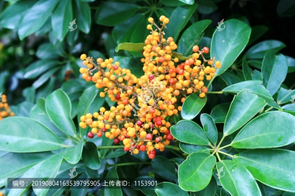 鴨腳木果實(shí)