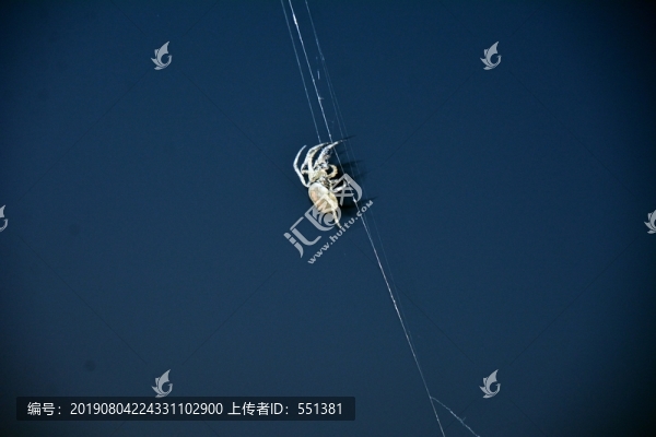 蜘蛛網(wǎng)