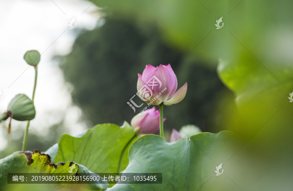 荷花