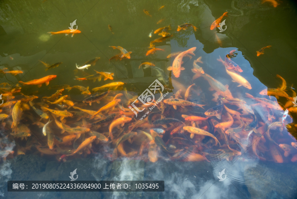 紅色錦鯉