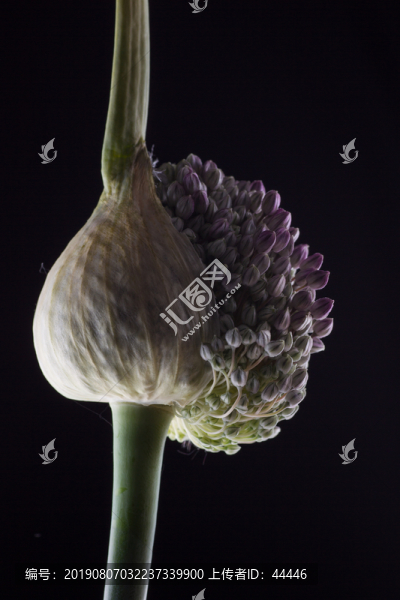 洋蔥花