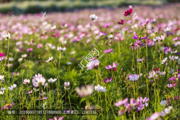花草素材