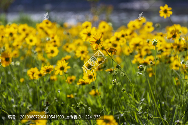 花草素材