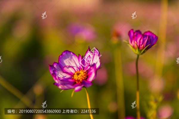 花草素材