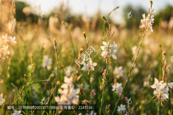 花草素材