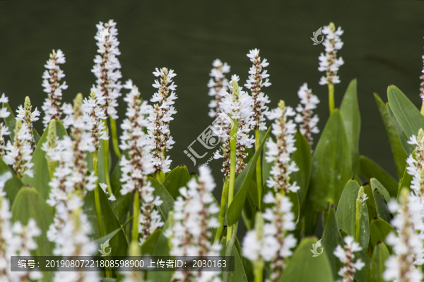 梭魚草