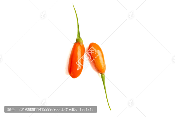 鮮枸杞