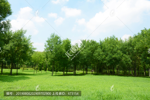 草地綠樹