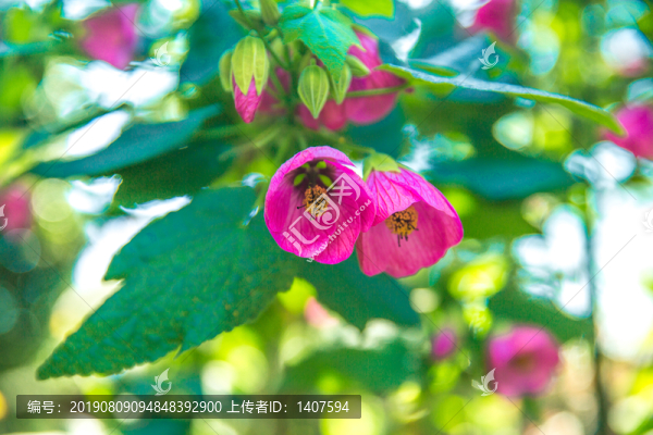 新加坡濱海灣花園