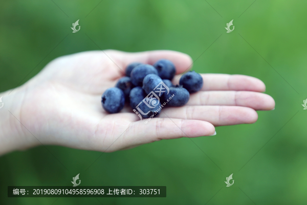 手拿藍莓