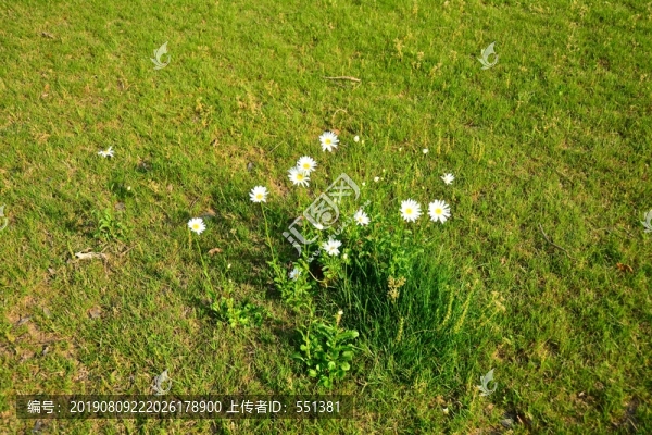 小花