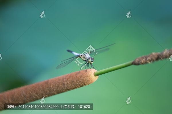 蜻蜓