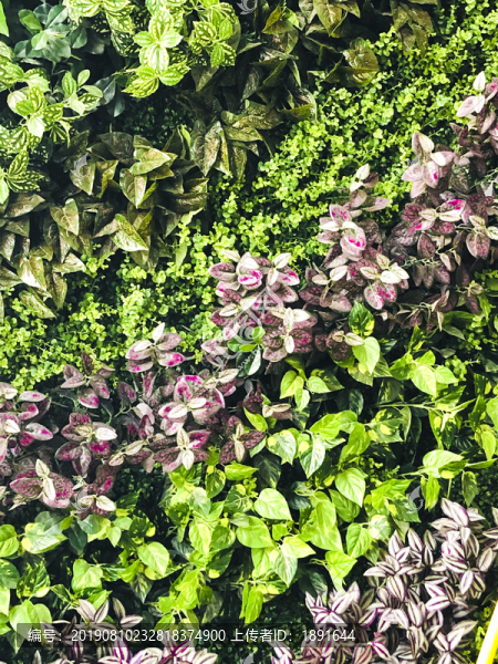 綠色植被墻