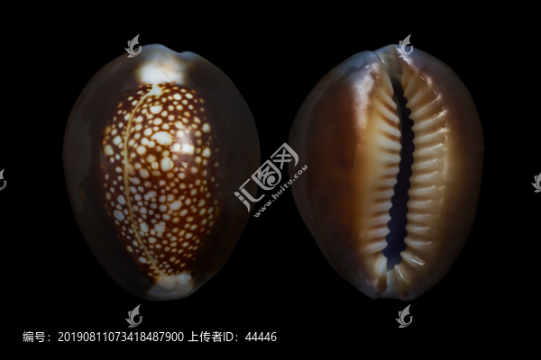 雪山寶螺