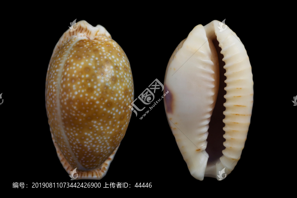 腰斑寶螺