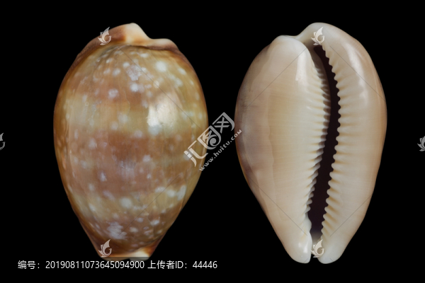 白星寶螺