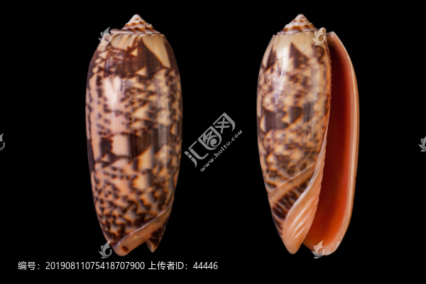 橙口榧螺