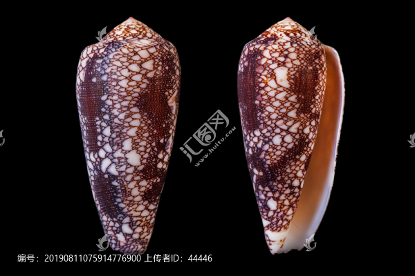 奧馬爾芋螺