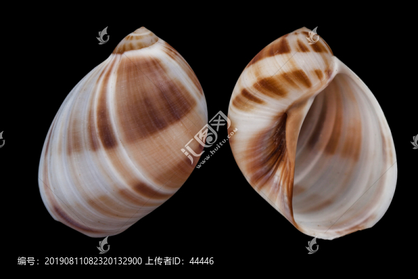 黑口玉螺