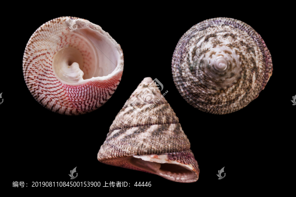 花斑鐘螺