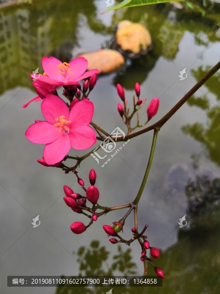 小花