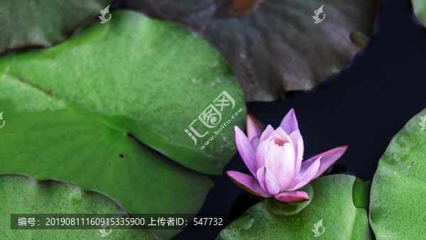睡蓮