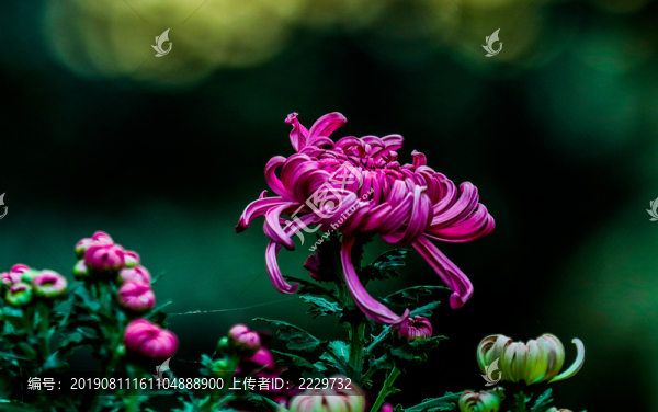 菊花