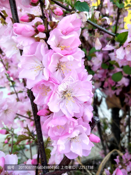 桃花