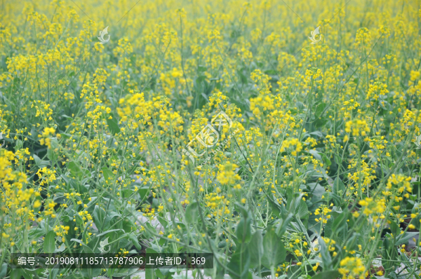 油菜花