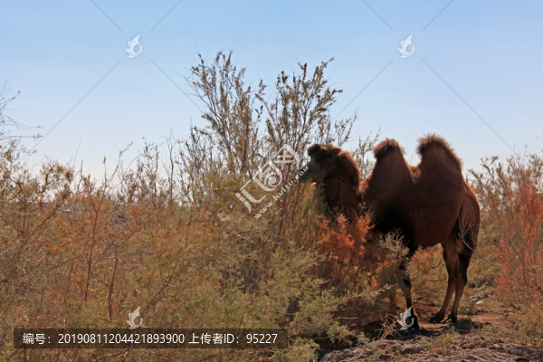 沙漠一只駱駝戈壁灘一只駱駝18