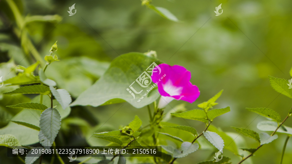 喇叭花