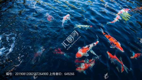 錦鯉池